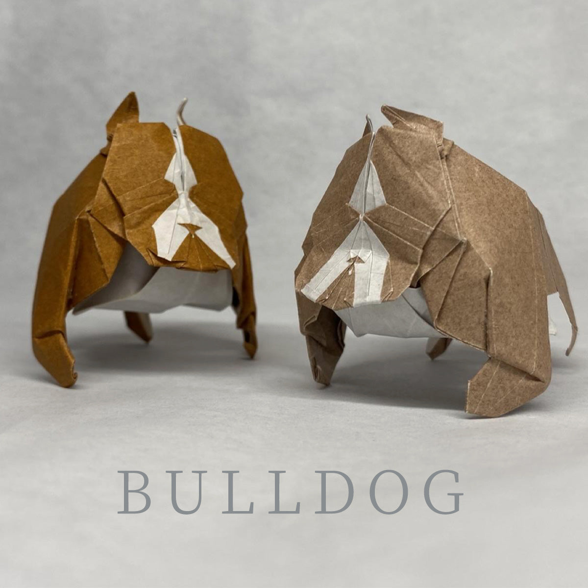 Bulldog photodiagrams by 94